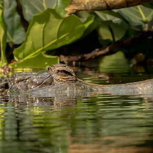False gharial : Chester Zoo : 24 Jun 2024
