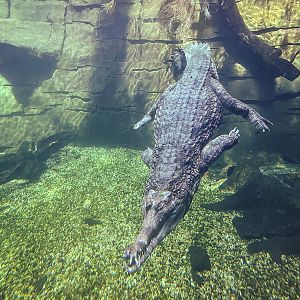 False gharial : Chester Zoo : 24 Jun 2024
