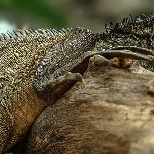 Sailfin lizard : Chester Zoo : 24 Jun 2024