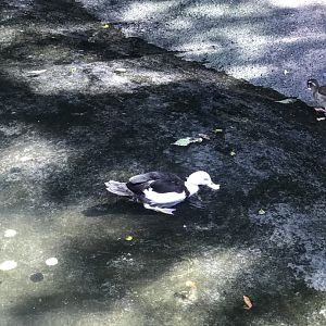 The last Radjah Shelduck in Japan