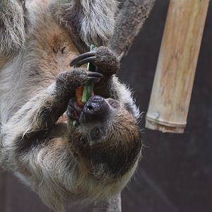 Linnaeus's two-toed sloth