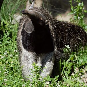 Anteater