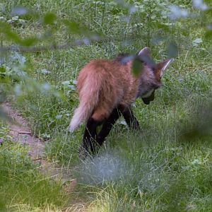 Baby maned wolf
