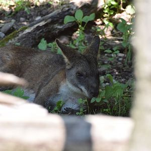Parma wallaby