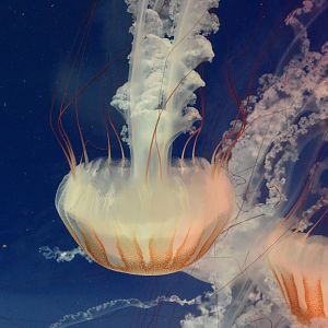 Compass jellyfish