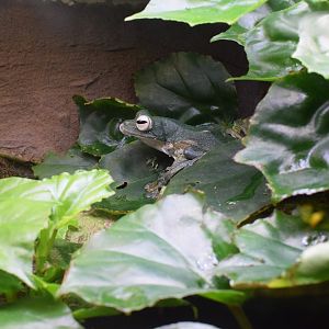 Wallace's flying frog