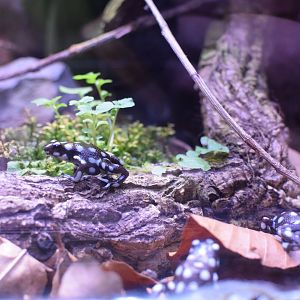 Maraňón poison frog