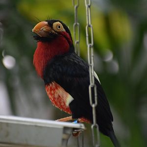 Bearded barbet
