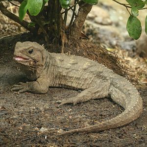 Tuatara : Chester Zoo : 24 Jun 2024