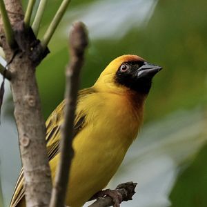 Vitelline Masked Weaver (Ploceus vitellinus)