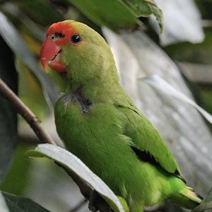 Black-winged Lovebird (Agapornis Taranta)