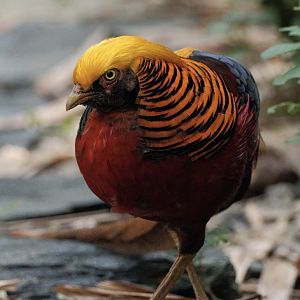 Golden Pheasant (Chrysolophus pictus)