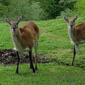 Kafue lechwe (Kobus leche kafuensis)