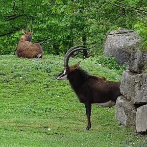 Black sable antelope (Hippotragus niger niger)