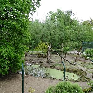Red river hog + diana monkey enclosure
