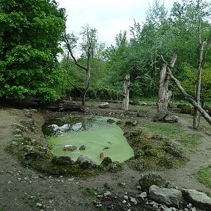 Red river hog + diana monkey enclosure