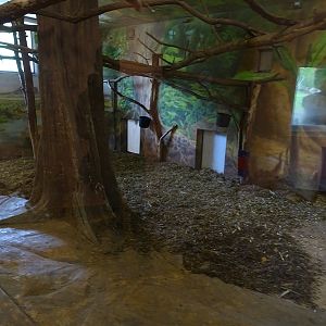 Lion House: Red river hog + diana monkey indoor enclosure