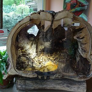Lion House: Tree trunk terrarium for Madagascar ground boa