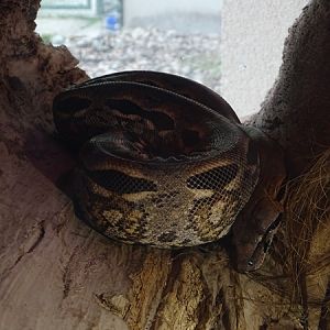 Malagasy ground boa (Acrantophis madagascariensis)