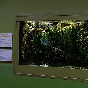 Lion House: Tank for African cichlids