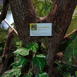Lion House: Terrarium for giant land snails