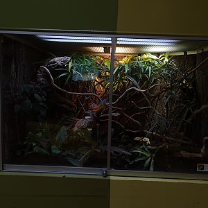 Lion House: Terrarium for green keel-bellied lizard