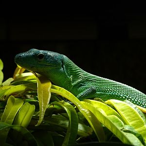 Green keel-bellied lizard (Gastropholis prasina)