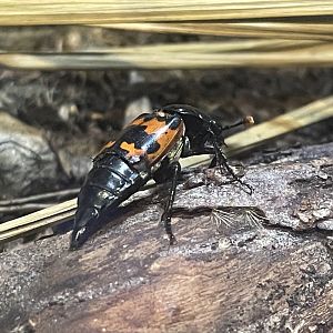 Margined Burying Beetle (Nicrophorus marginatus)