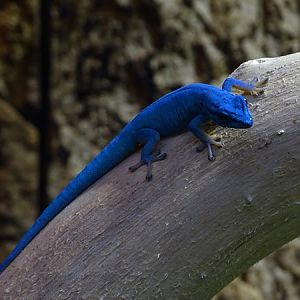 William's electric blue gecko (Lygodactylus williamsi)