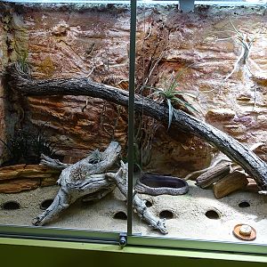 Lion House: Terrarium for Brongersma's toad