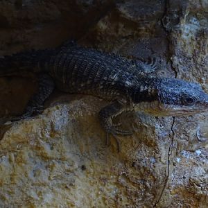Tropical girdled lizard (Cordylus tropidosternum)