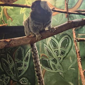 Claws N' Paws - Common Marmoset