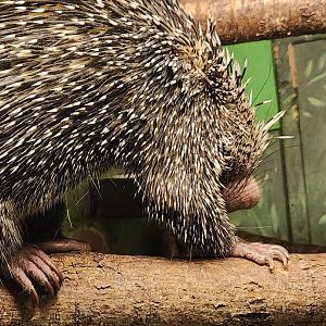 Claws N' Paws - Brazilian Porcupine