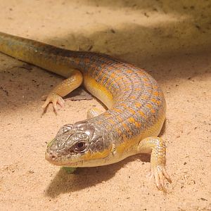 Claws N' Paws - Eumeces schneideri