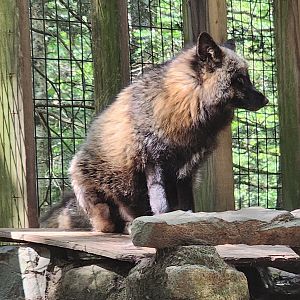 Claws N' Paws - Red Fox (cross phase)