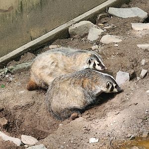 Claws N' Paws - American Badgers
