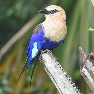 Blue-bellied Roller (Coracias cyanogaster)