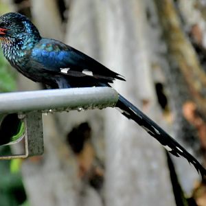 Green Woodhoopoe (Phoeniculus purpureus)