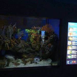 Haus der Natur Salzburg: Tank for boarfish