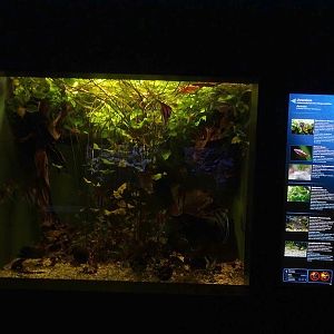 Haus der Natur Salzburg: Tank for South-American fishes