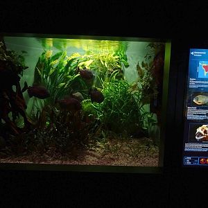 Haus der Natur Salzburg: Tank for piranha