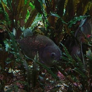 Haus der Natur Salzburg: Red Piranha (Pygocentrus nattereri)