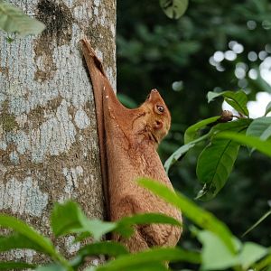 Wild Sunda Colugo (Galeopterus variegatus)
