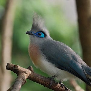 Crested Coua (Coua cristata)
