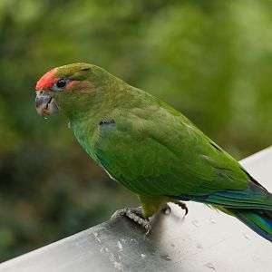 Pileated Parrot (Pionopsitta pileata)