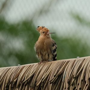 Eurasian Hoopoe (Upupa epops)