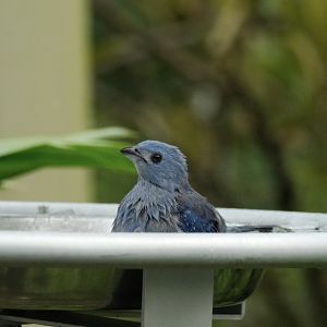 Blue-gray Tanager (Thraupis episcopus)