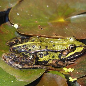 Wild Edible frog (Pelophylax kl. esculentus), 2024-05-24
