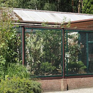 Inca jay aviary, 2024-05-23