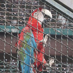 Green-winged macaw (Ara chloropterus), 2024-05-22